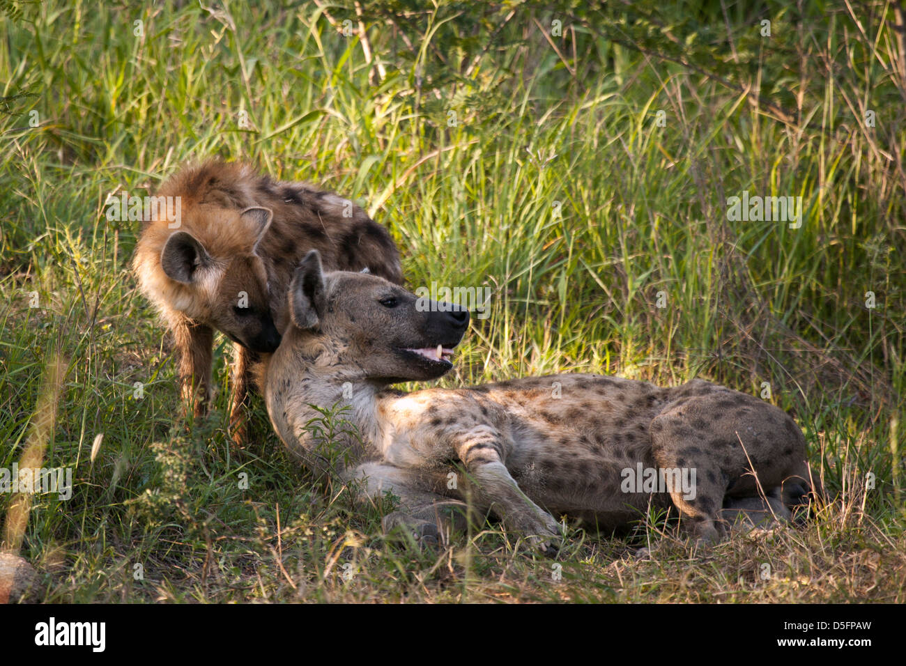Hyäne Mutter und Jungtier spielen Stockfoto