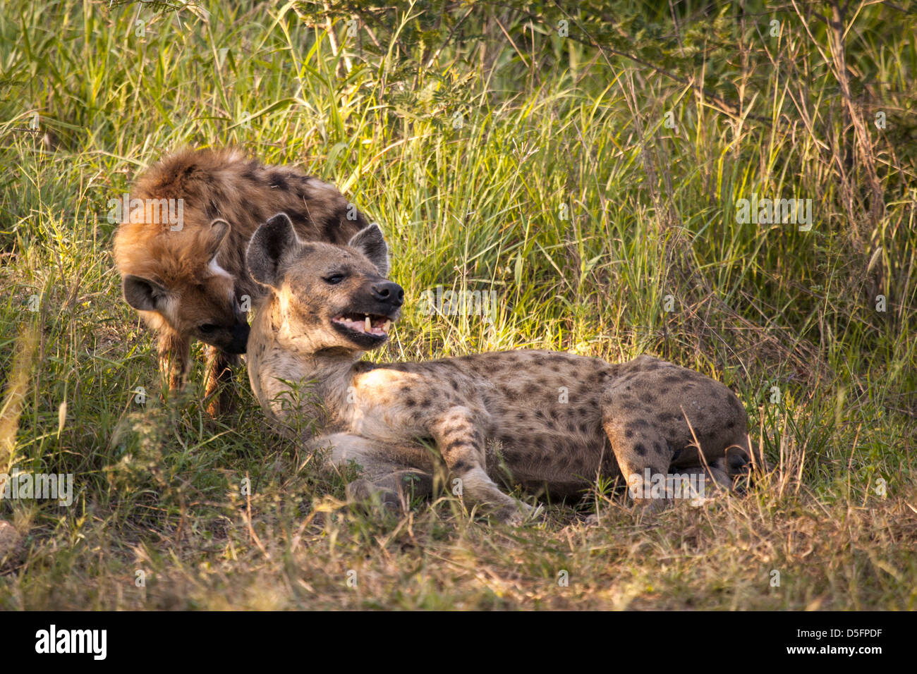 Ruhende Mutter Hyäne und cub Stockfoto