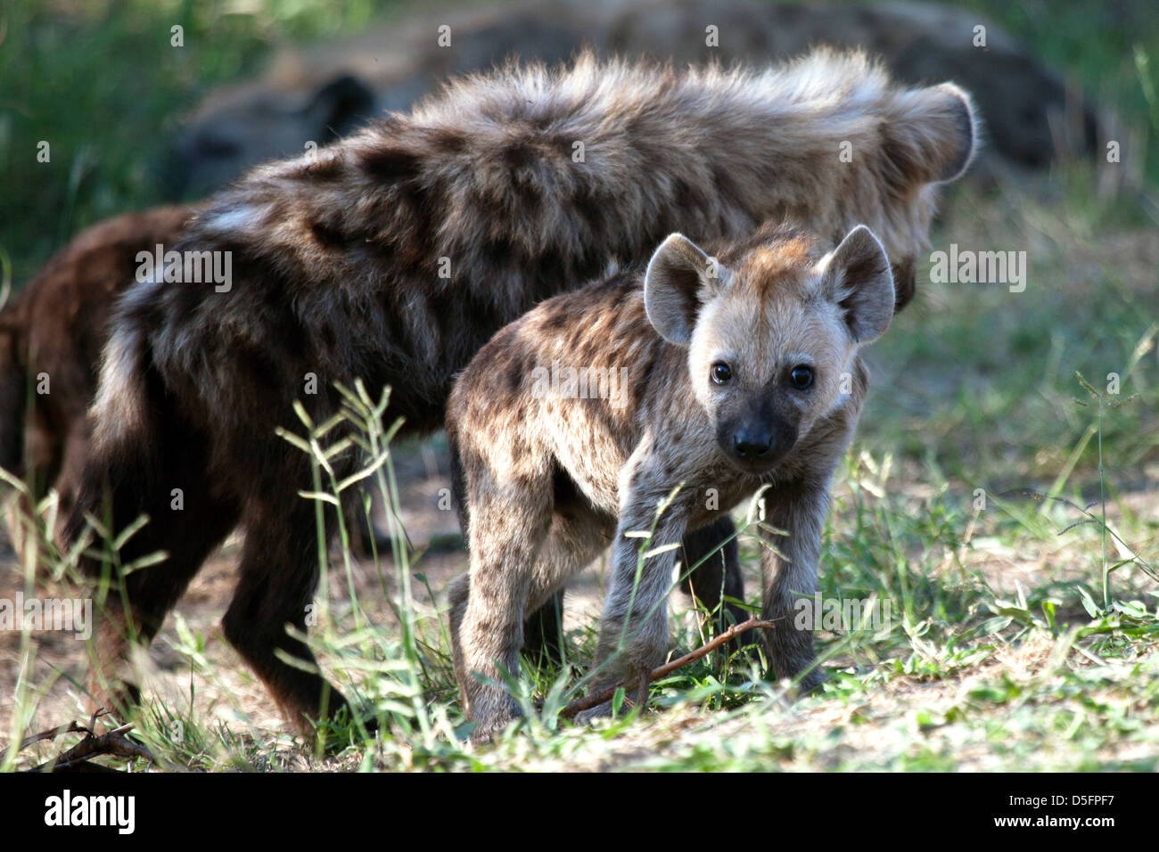 Erwachsenen und Baby Hyäne Stockfoto