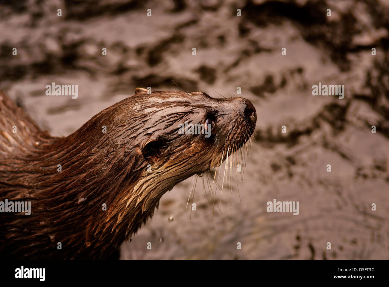 Europäische Otter in Kristiansand Zoo, Norwegen. Stockfoto