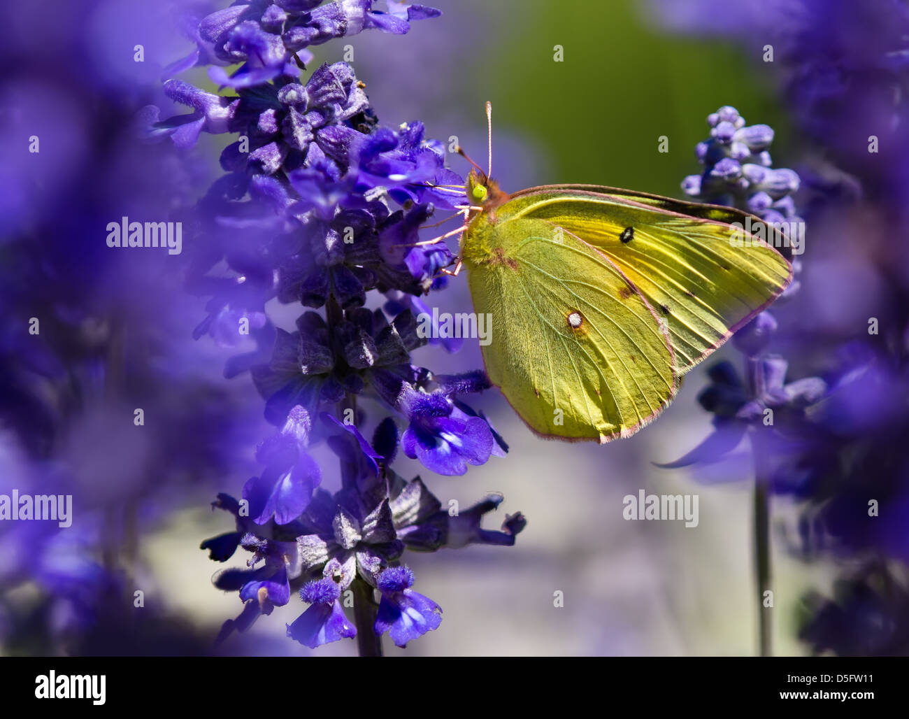 Fütterung auf lila Salvia Blumen Orange Schwefel (Colias Eurytheme)-Schmetterling Stockfoto