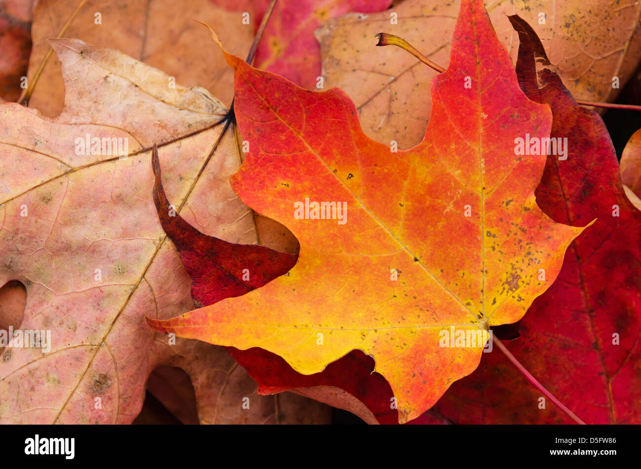 Nahaufnahme von bunten strukturierte Herbst Blätter Stockfoto