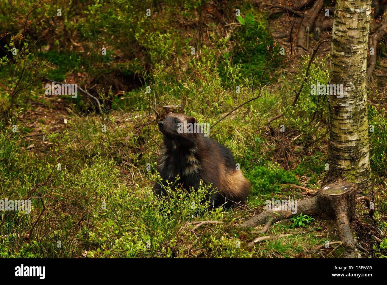 Europäische Otter in Kristiansand Zoo, Norwegen. Stockfoto