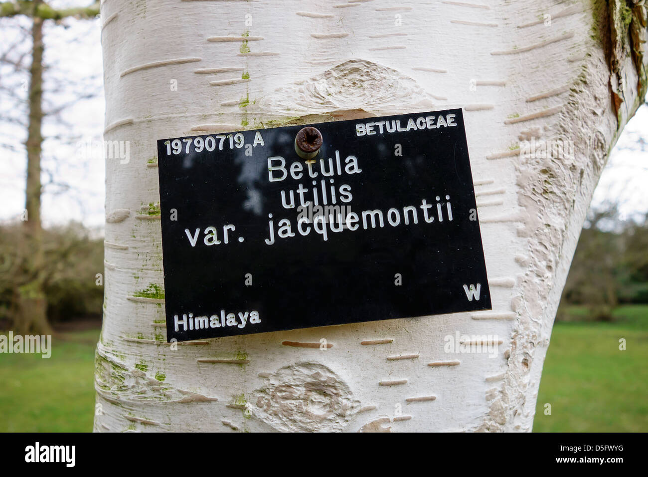 Betula Utilis var. Jacquemontii Baum weiße Birkenrinde.  Cambridge Botanischer Garten Stockfoto