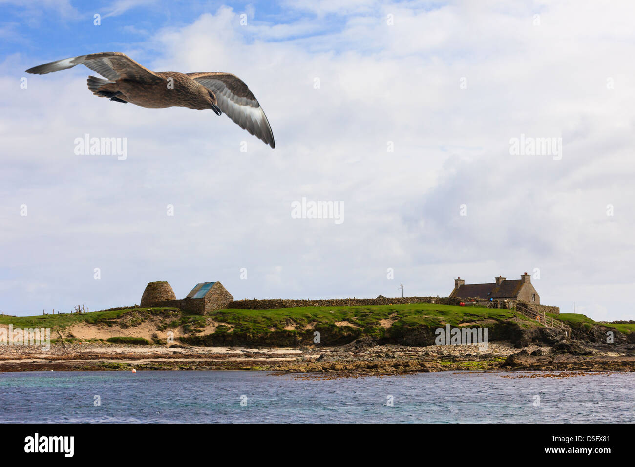 Great Skua fliegen overhead mit Blick zum Besucherzentrum auf Isle of Noss National Nature Reserve, Shetland Islands, Schottland, UK Stockfoto