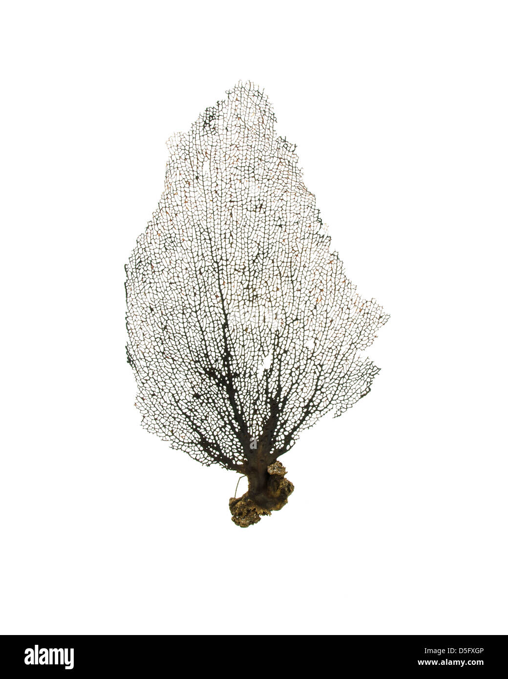 Ein Schwarzes Meer Fan oder Fan Korallen aus der Insel von Salt Cay, Turks- und Caicosinseln. Stockfoto