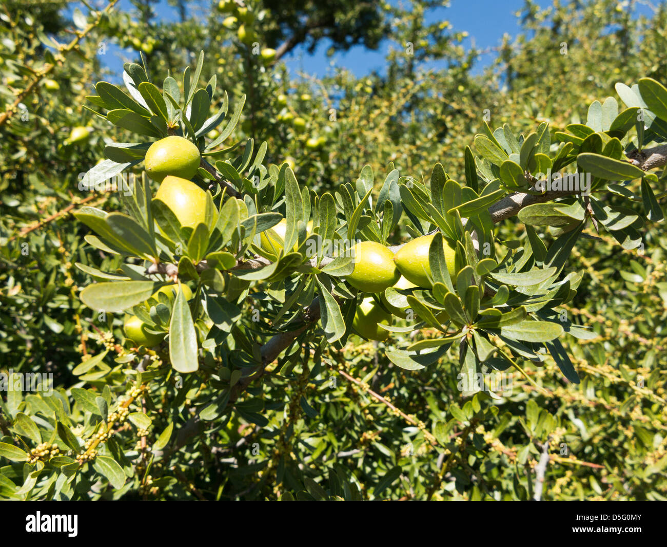 Nahaufnahme von unreifen Früchten auf Zweigen der Arganbaum in Halbwüsten Sous-Tal der südwestlichen Marokko Stockfoto