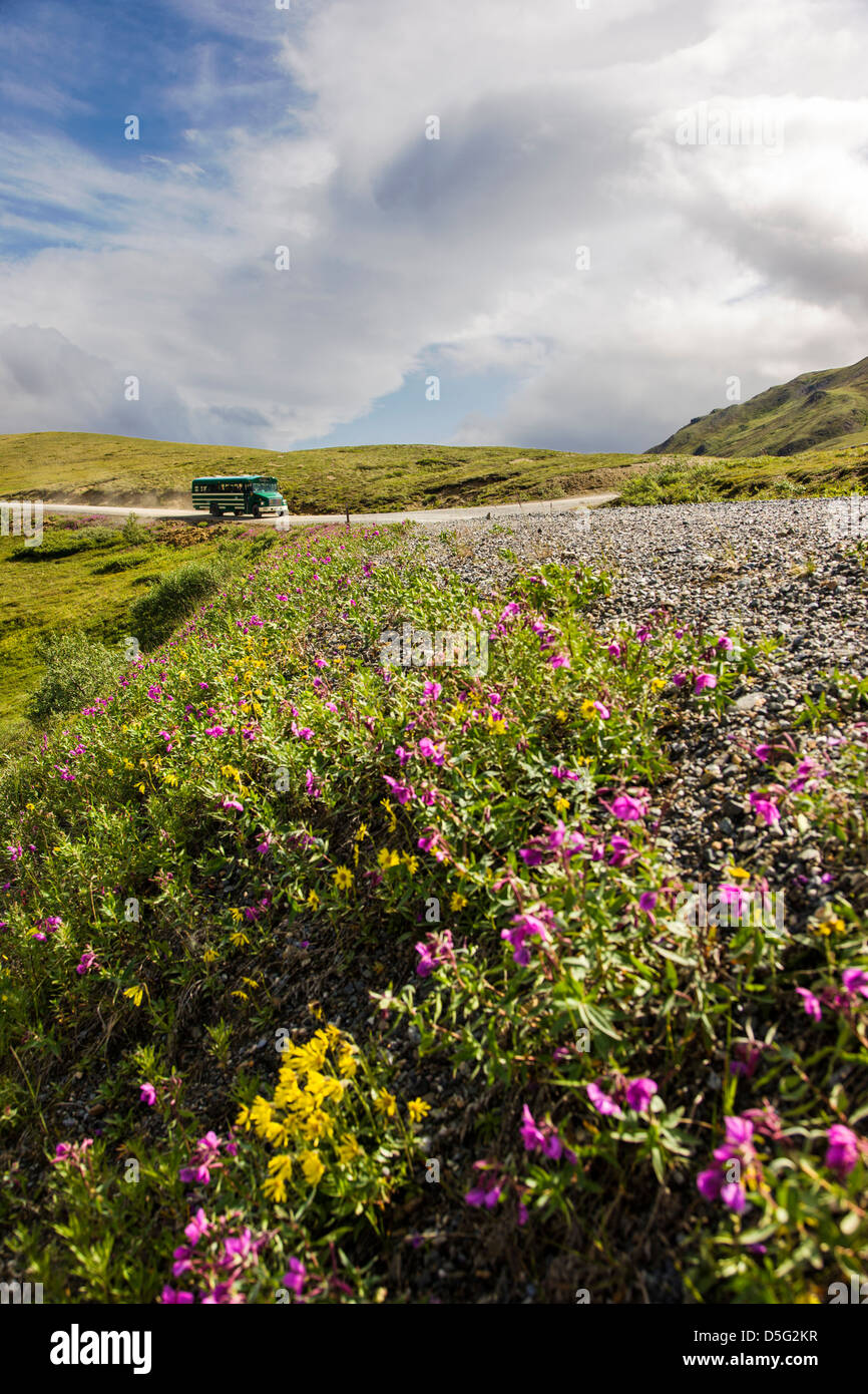 Shuttle-Busse Besucher auf den begrenzten Zugang Denali Park Road, Stony Hill Overlook, Denali National Park, Alaska, USA Stockfoto