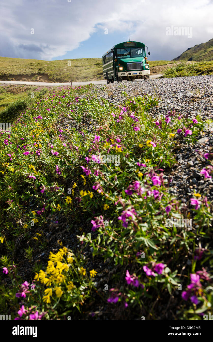 Shuttle-Busse Besucher auf den begrenzten Zugang Denali Park Road, Stony Hill Overlook, Denali National Park, Alaska, USA Stockfoto