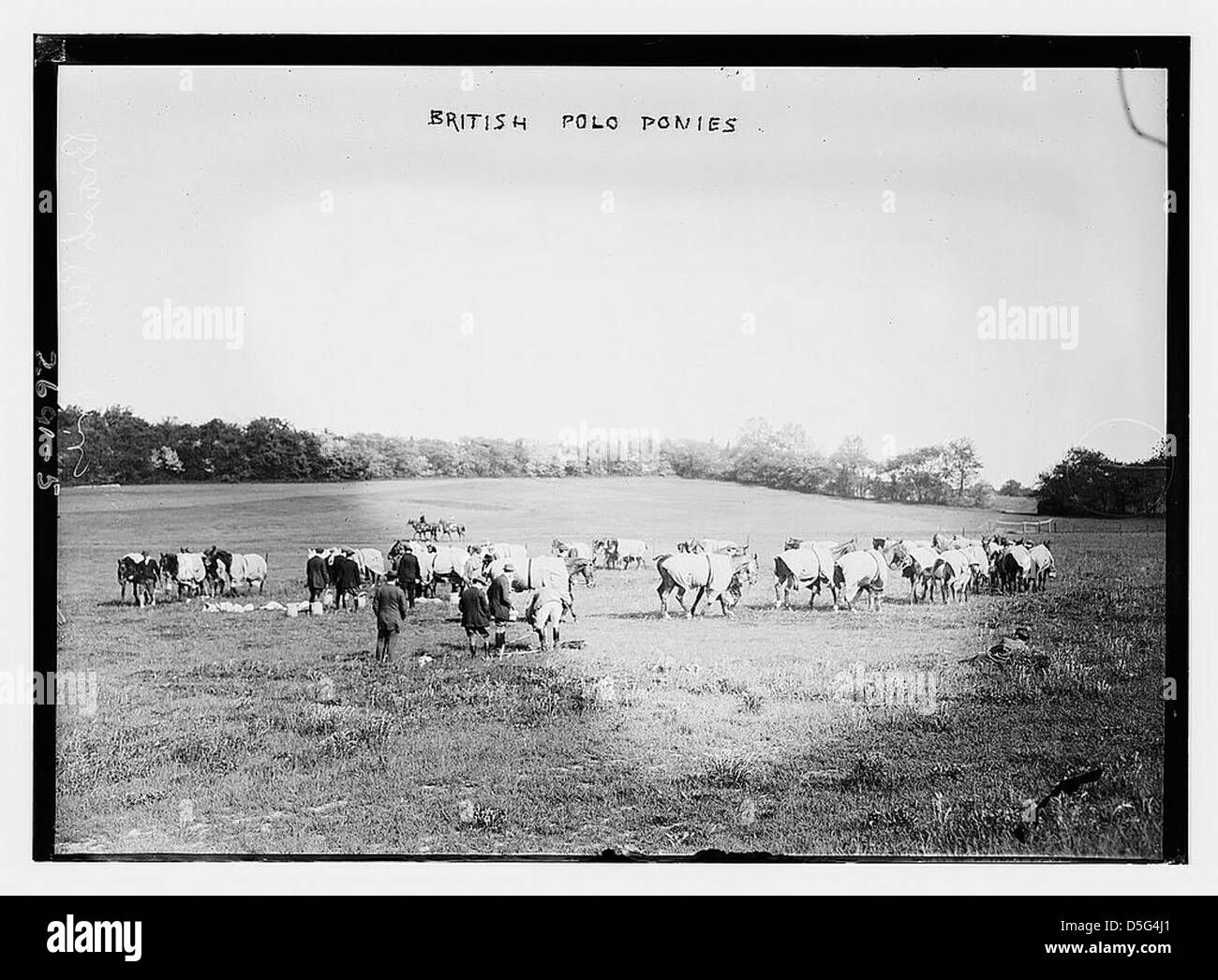 Dieses Foto zeigt britische Poloponys auf einer Weide mit Decken, die die Polo-Kultur in Großbritannien während des frühen 20. Jahrhunderts repräsentieren. Polo war eine beliebte Sportart unter der britischen Elite. Stockfoto