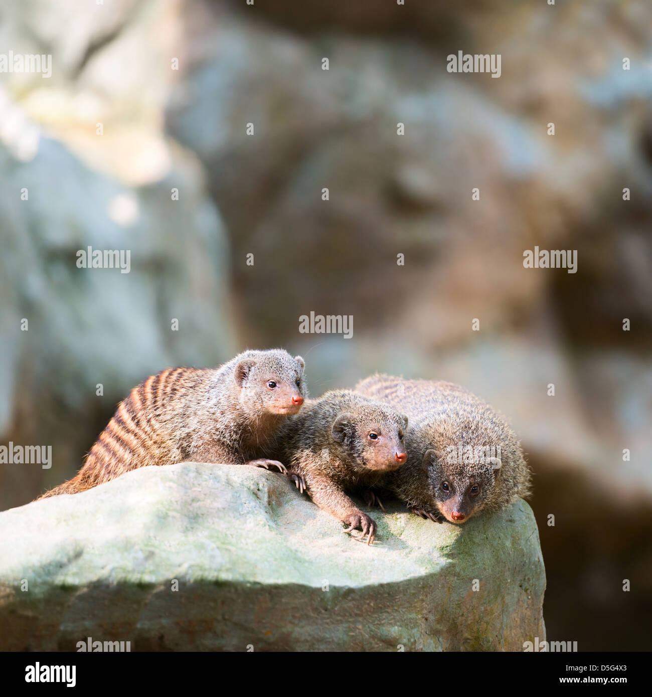 Drei gebänderte Mangusten entspannt auf einem Stein Stockfoto