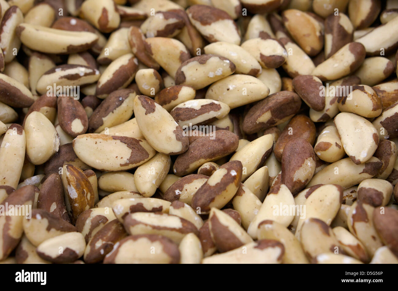 Paranüsse Stockfoto