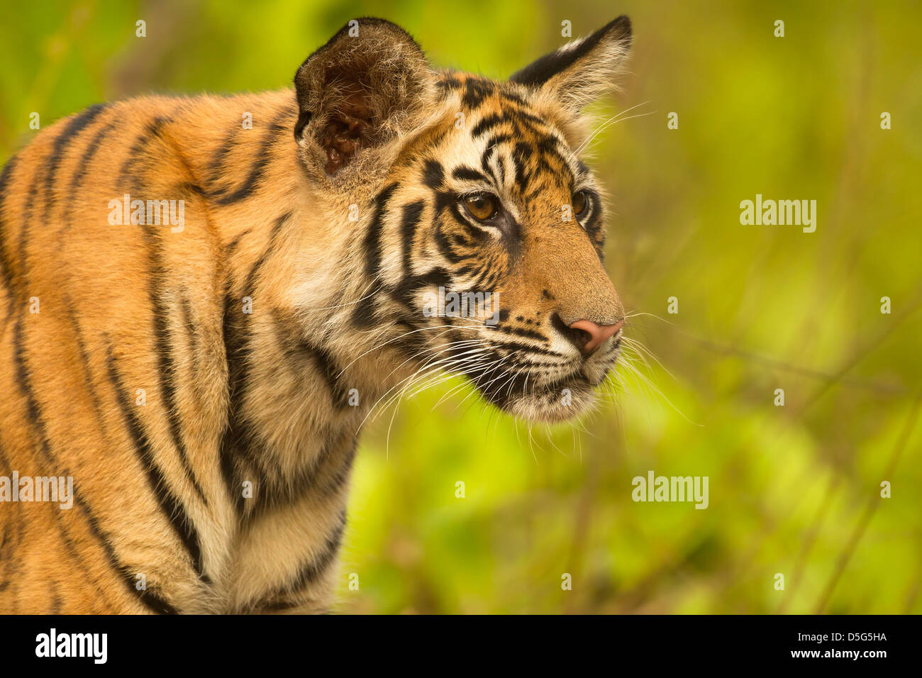 Ein Tigerbaby starrte neugierig Stockfoto