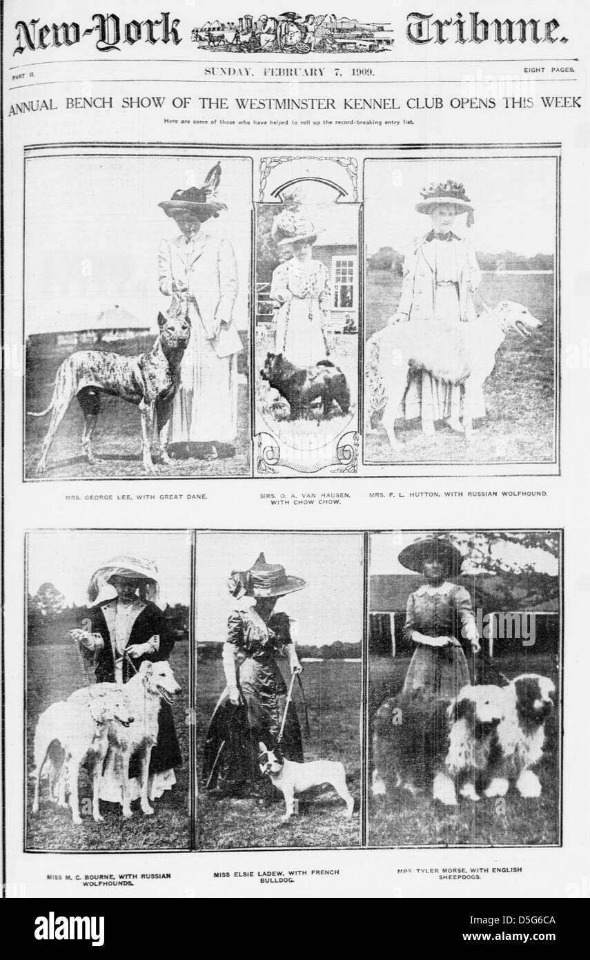 Die jährliche Bench Show des Westminster Kennel Clubs zeigt verschiedene Hunderassen, darunter Chow Chows, English Sheepdogs und Great Danes in New York. Stockfoto
