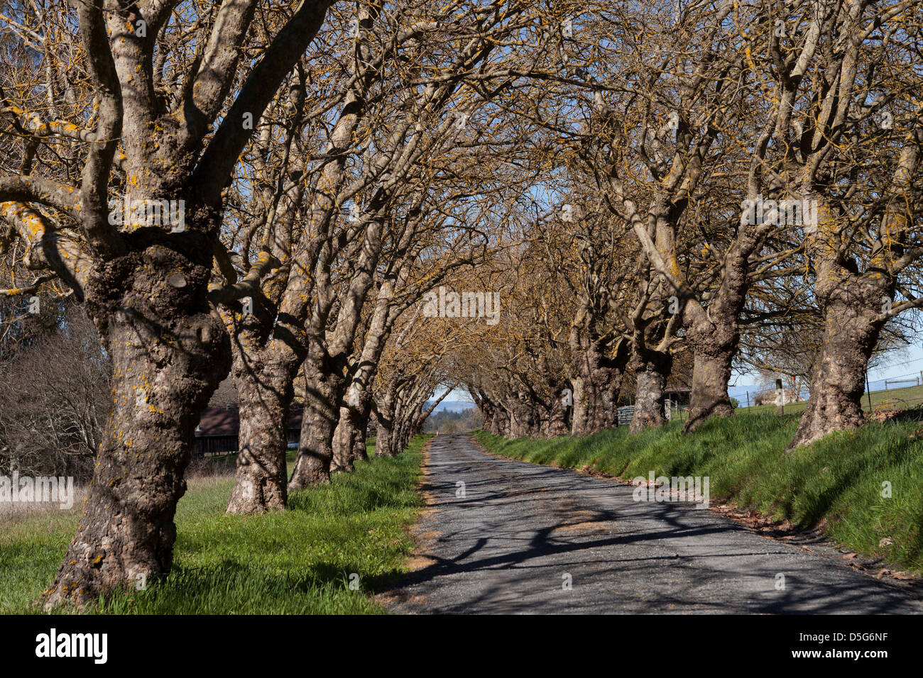 Bäumen gesäumten Auffahrt führt zu einem Haus auf leere Straße, Petaluma, Sonoma County, Kalifornien, USA, Nordamerika Stockfoto