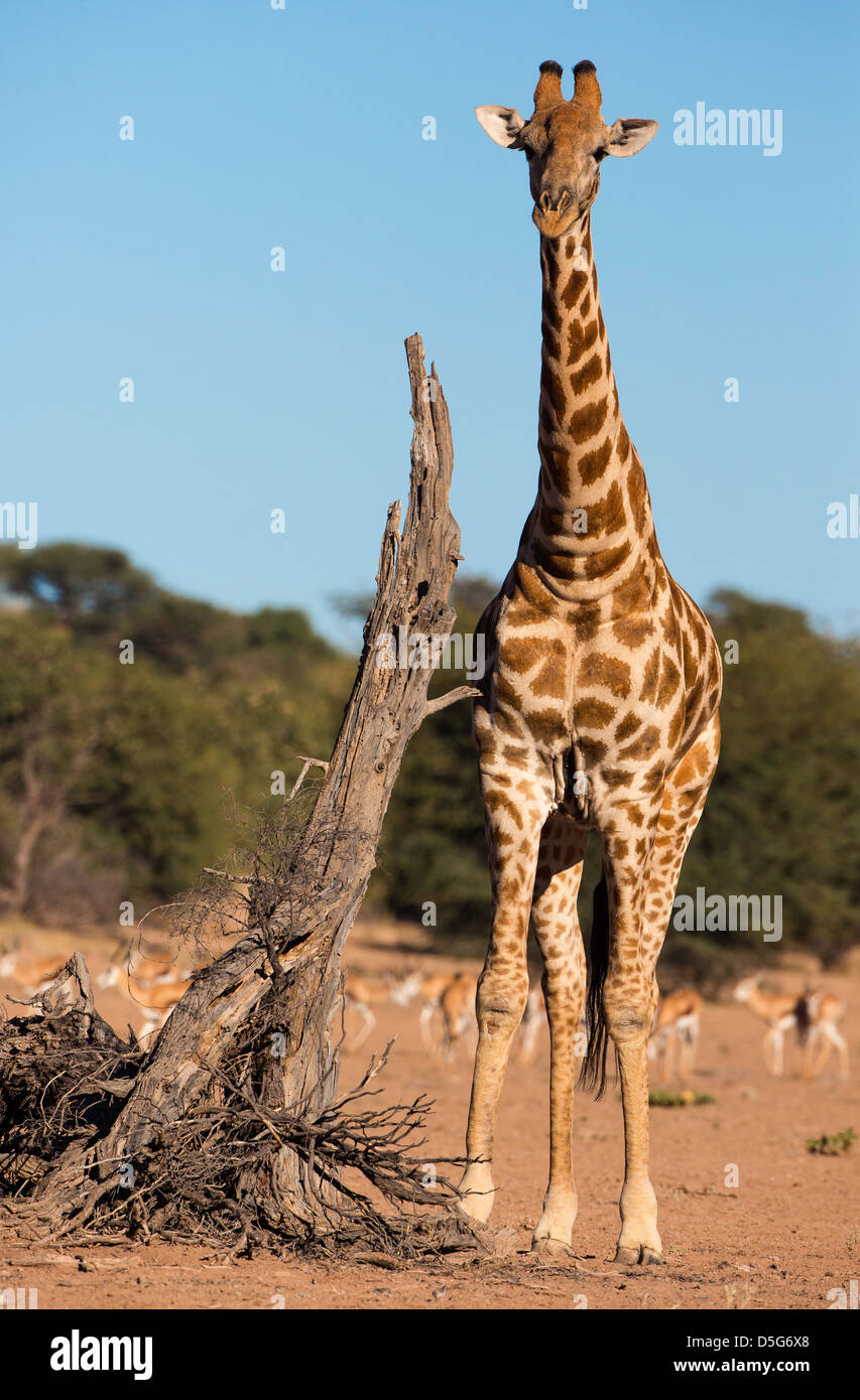 Giraffe neben toter Baum Stockfoto