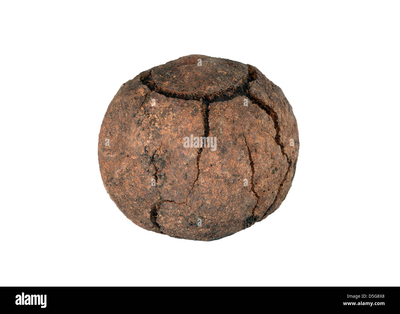 Reife Frucht Kapsel des Baumes Paranuss (Bertholletia Excelsa) Stockfoto