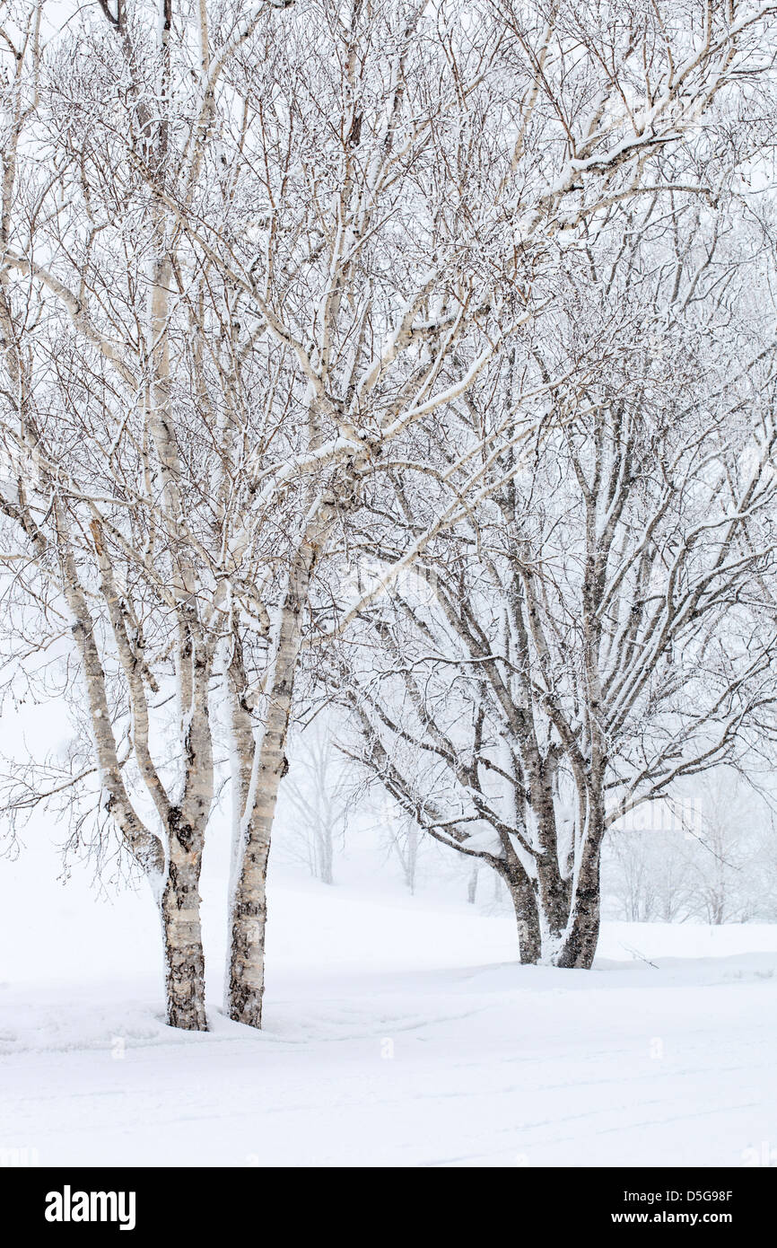 Birken in einer Winterlandschaft. Stockfoto