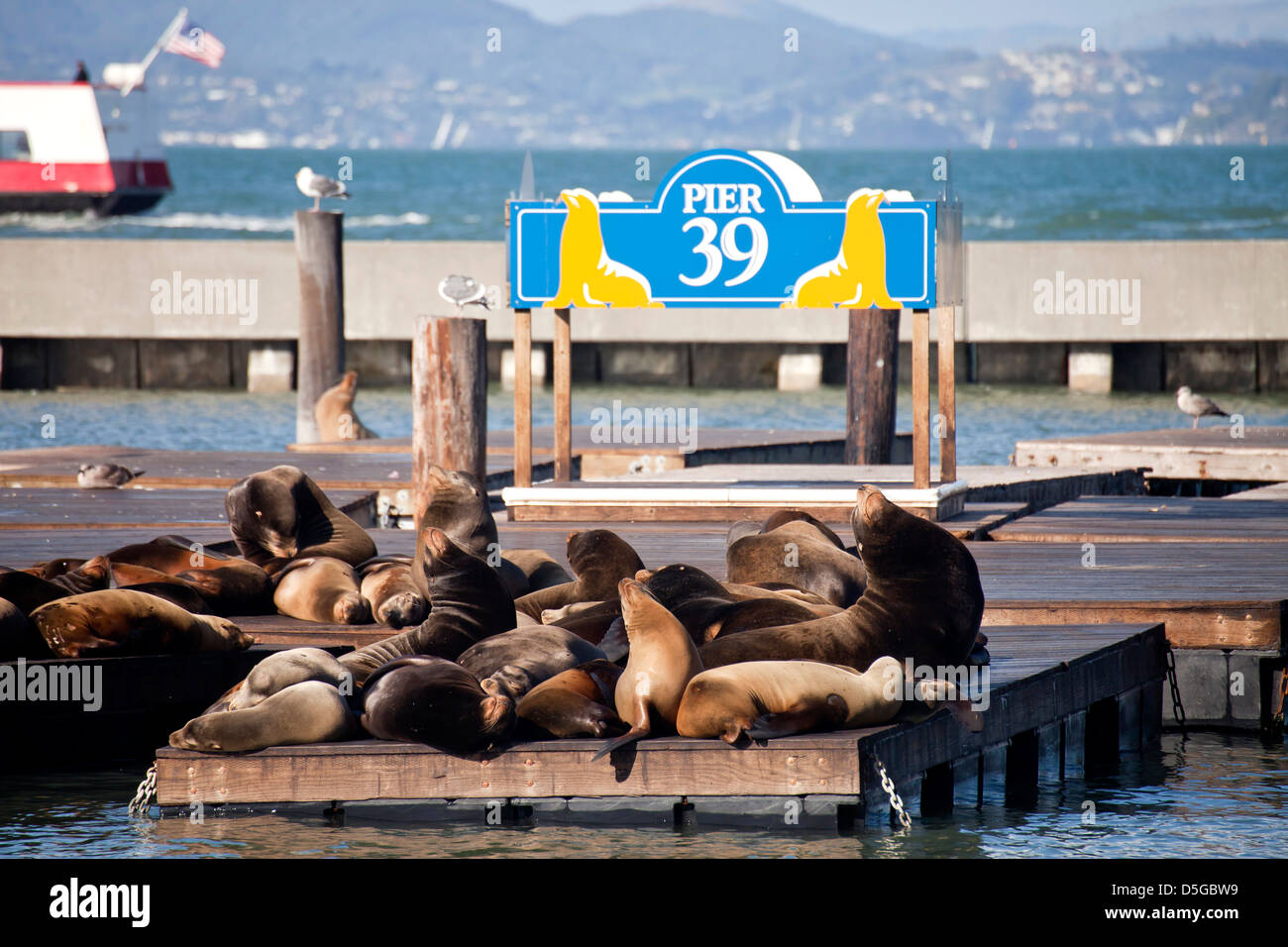 die Seelöwen am Pier 39 des Fishermans Wharf in San Francisco, Kalifornien, Vereinigte Staaten von Amerika, USA Stockfoto