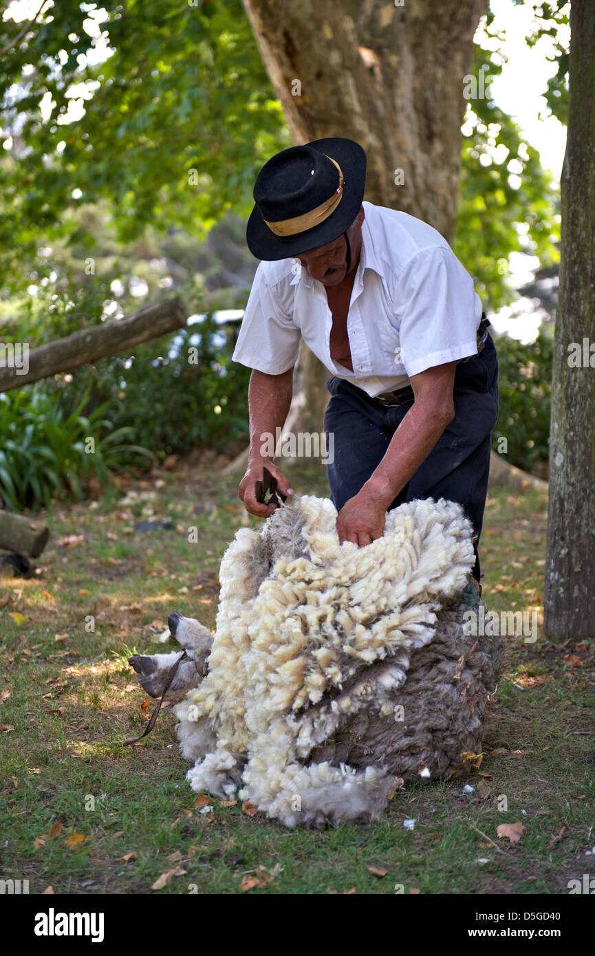 Ein Gaucho Scheren ein Schaf auf einer Farm in Uruguay Stockfoto