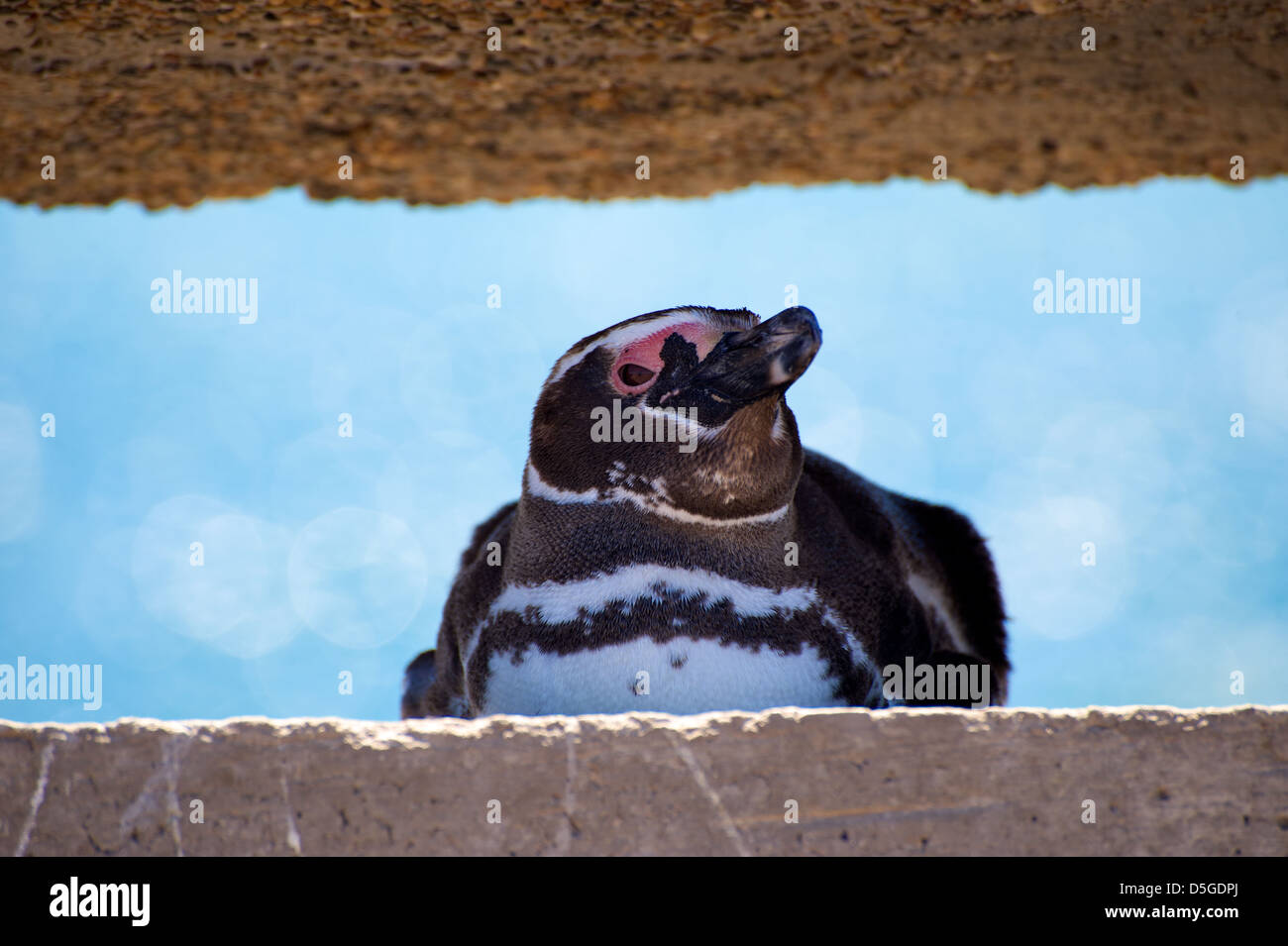 Magellan-Pinguine auf der Halbinsel von Argentinien Valdez Stockfoto