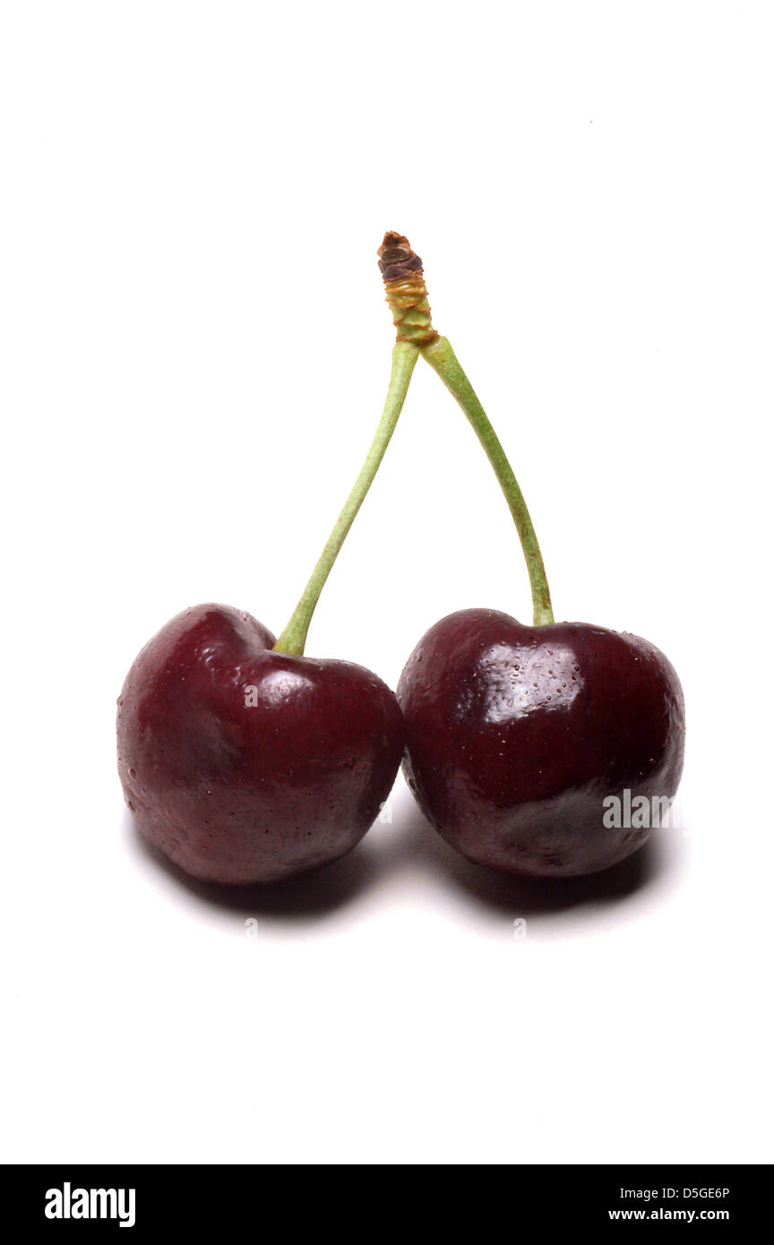 Zwei Reife Picota Kirschen Stockfoto