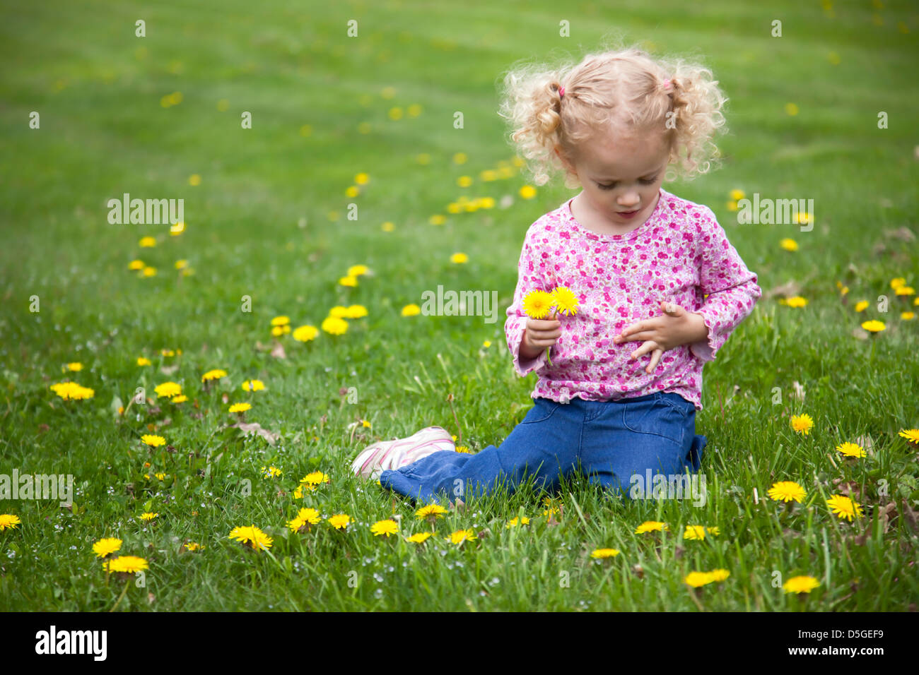 Unter der Leitung von Curly, blond, Kleinkind auf Rasen Löwenzahn pflücken sitzen. Stockfoto
