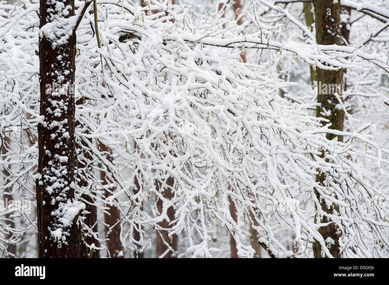 Winter Schnee bedeckten Bäume. Oakley Wald, Warwickshire, England Stockfoto