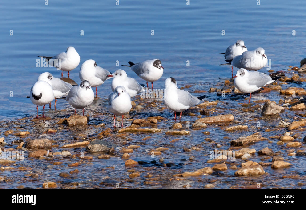 Weiße Möwen am Meer Stockfoto