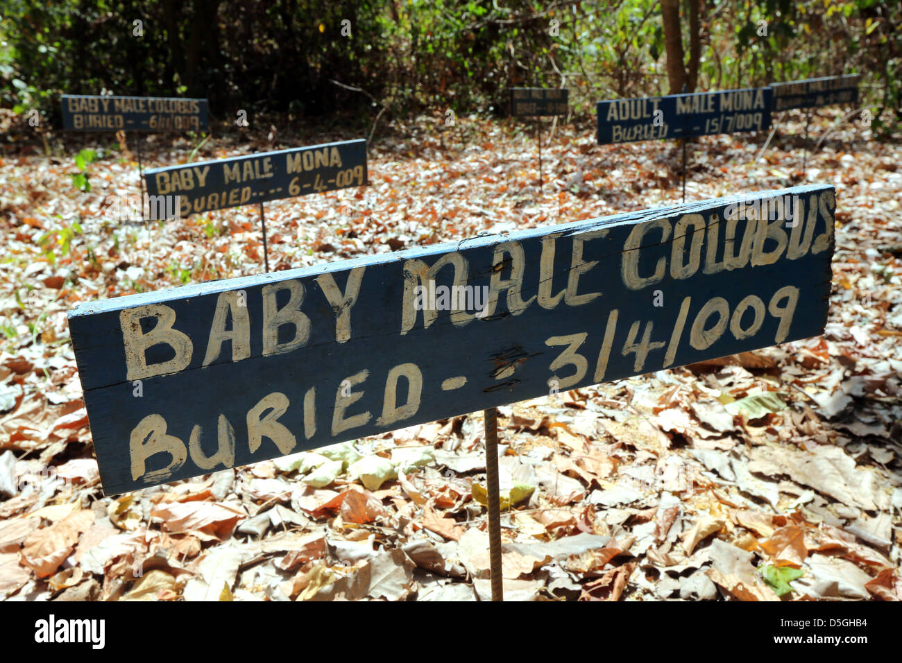 Friedhof der Colobus Affen in Baobeng Fiema Monkey Sanctuary, Ghana, Westafrika Stockfoto