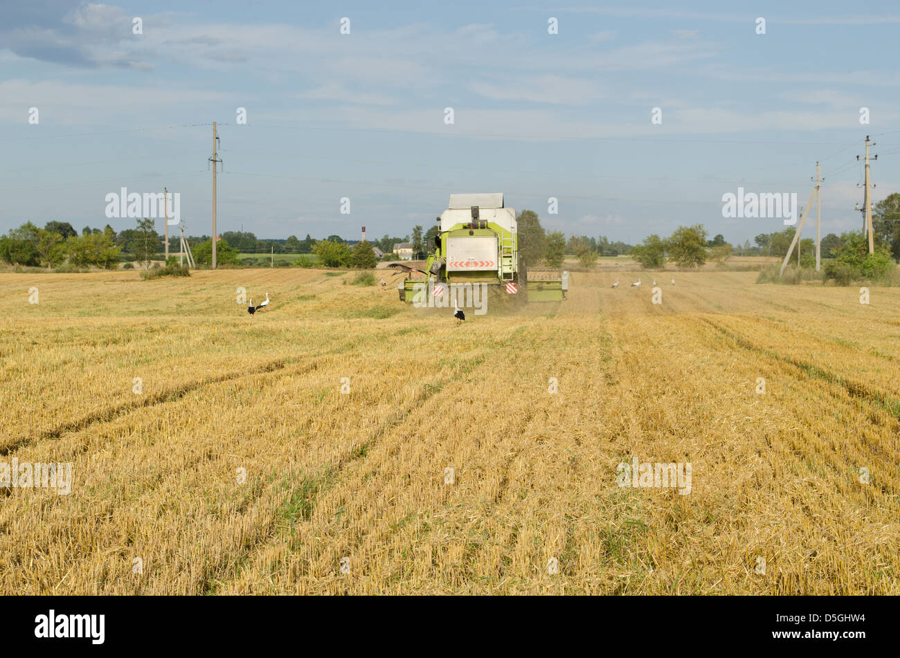 Kombinieren Sie Maschine Ausrüstung Pass Weizenernte im Agrarbereich und Storch Blick auf august nach Nahrung. Stockfoto