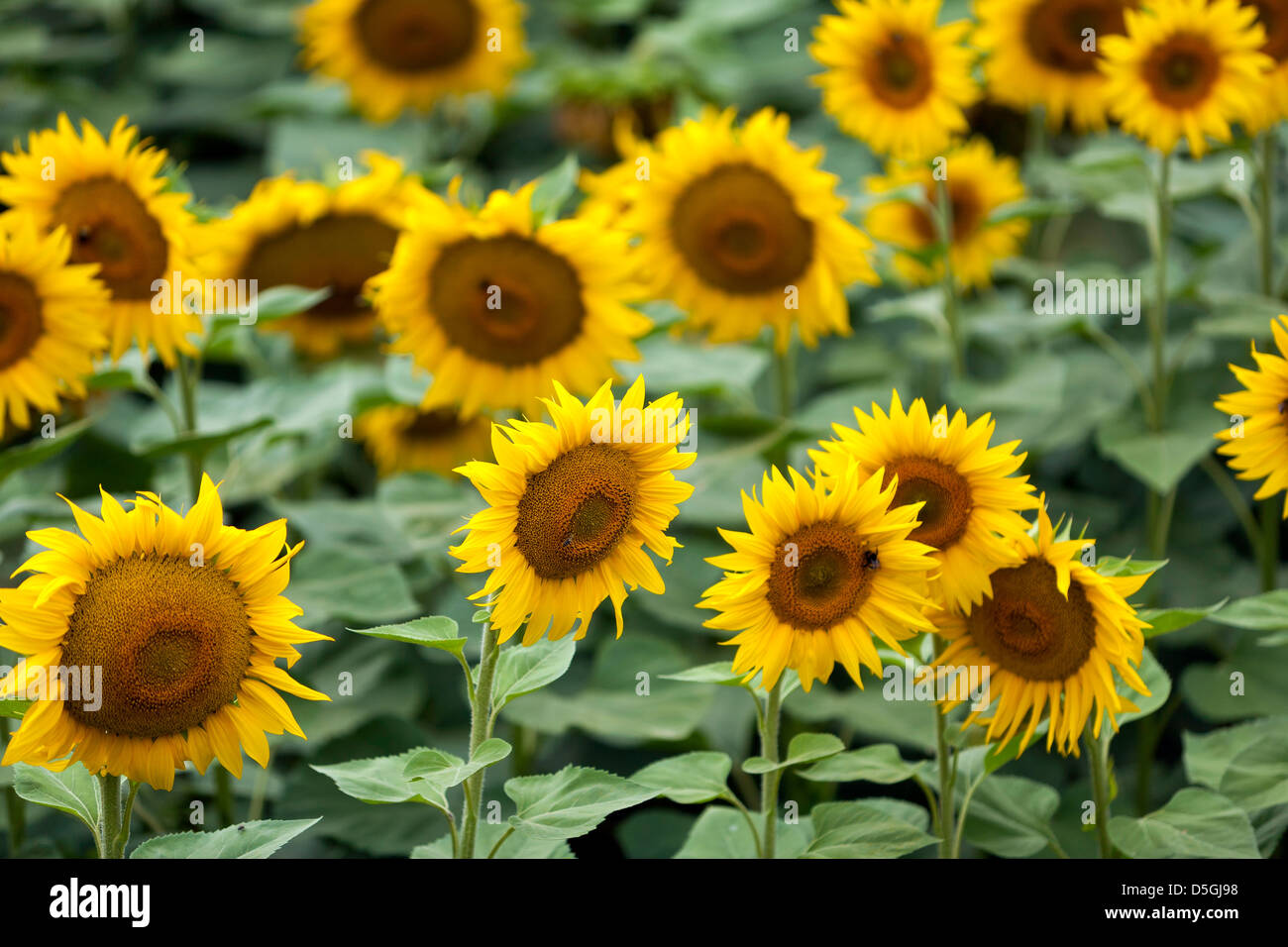 Bereich der leuchtend gelbe Sonnenblumen in voller Blüte Stockfoto