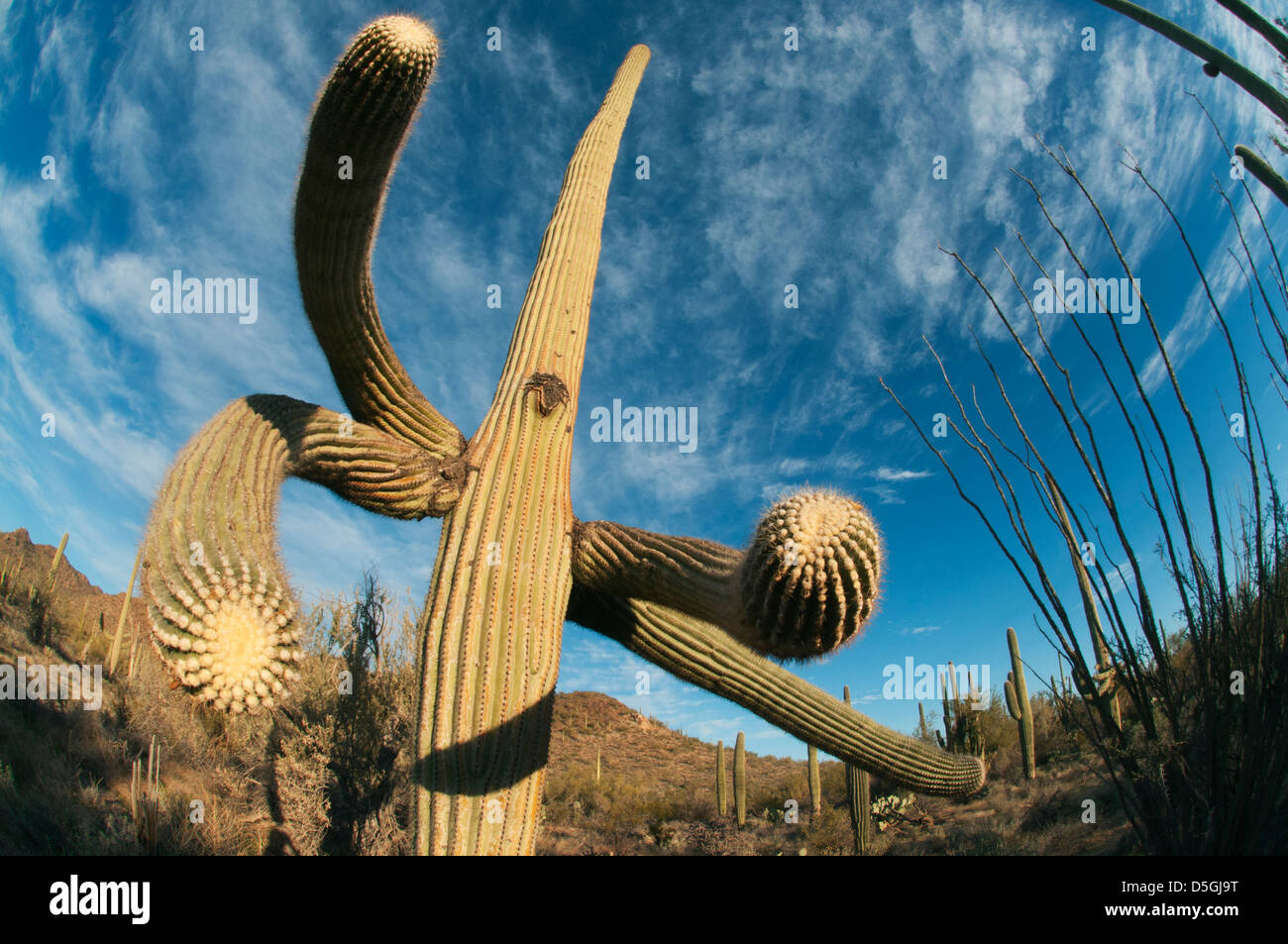 Saguaro Kaktus (Carnegiea Gigantea) Saguaro National Park, in der Nähe von Tucson, Arizona, USA Stockfoto