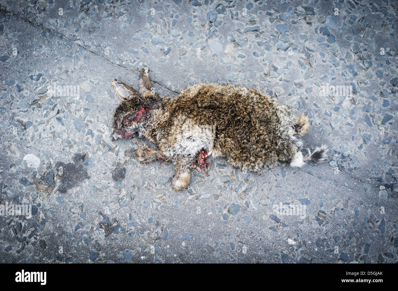 ein toter gequetscht abgeflachte Roadkill Kaninchen Stockfoto