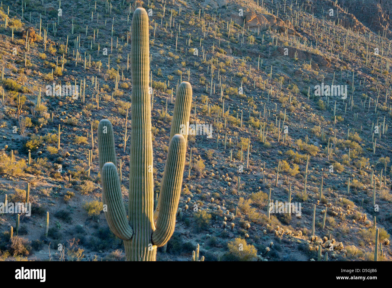 Saguaro Kaktus (Carnegiea Gigantea) Tucson Mountain Park, in der Nähe von Tucson, Arizona, USA Stockfoto