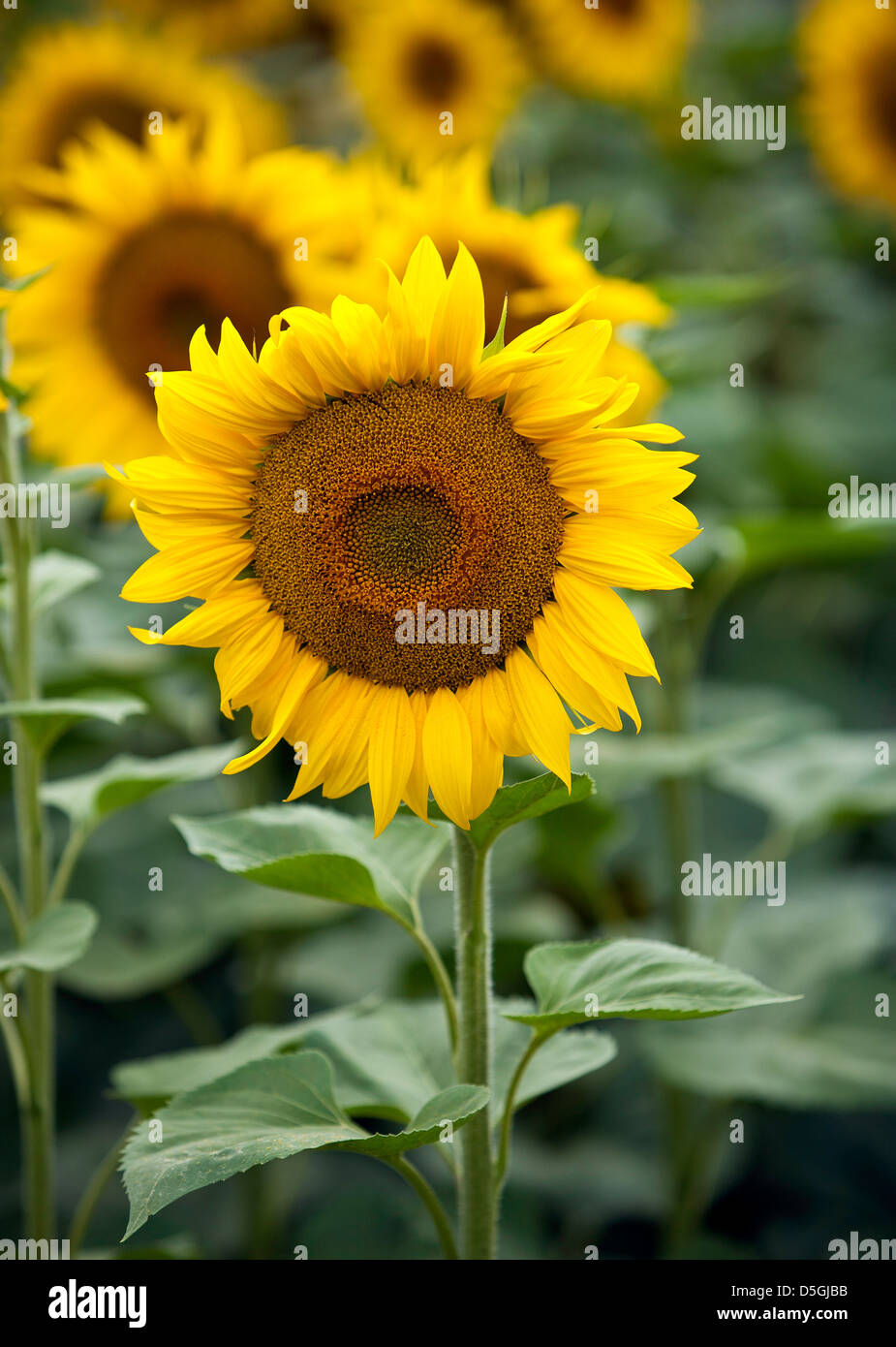 Nahaufnahme einer leuchtend gelben Sonnenblume in voller Blüte Stockfoto
