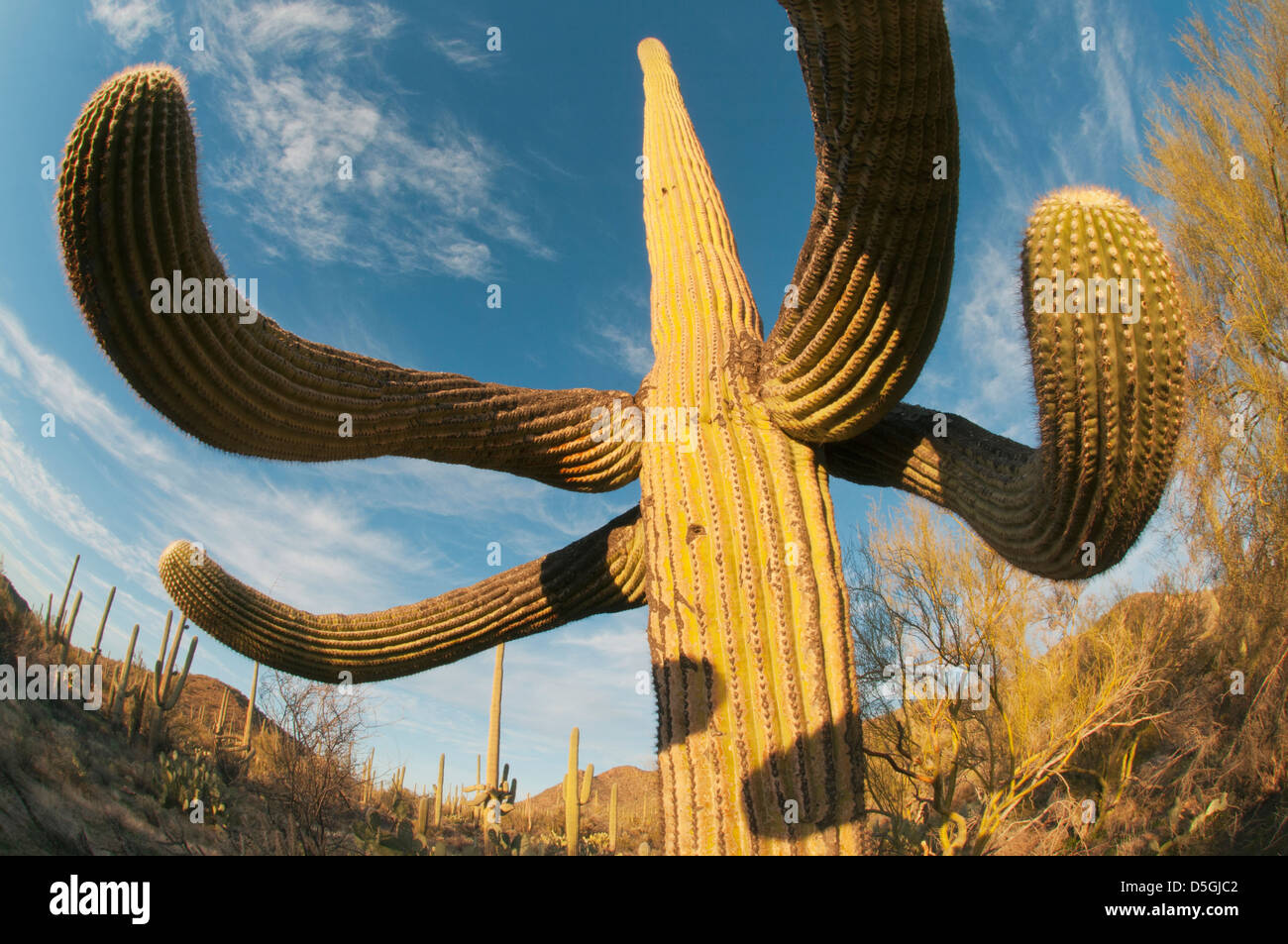 Saguaro Kaktus (Carnegiea Gigantea) Saguaro National Park, in der Nähe von Tucson, Arizona, USA Stockfoto