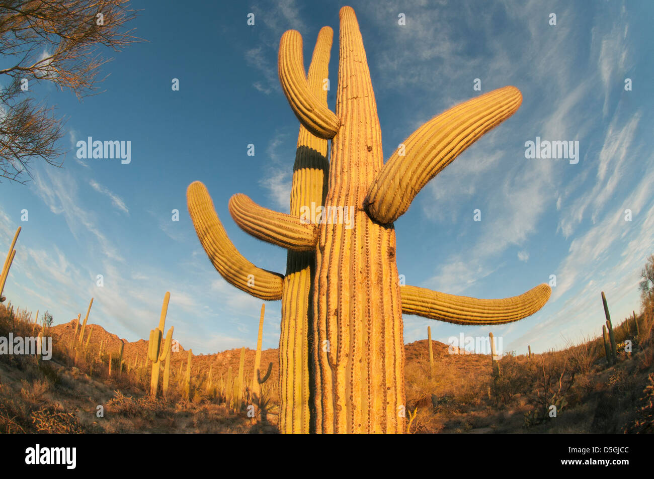 Saguaro Kaktus (Carnegiea Gigantea) Saguaro National Park, in der Nähe von Tucson, Arizona, USA Stockfoto