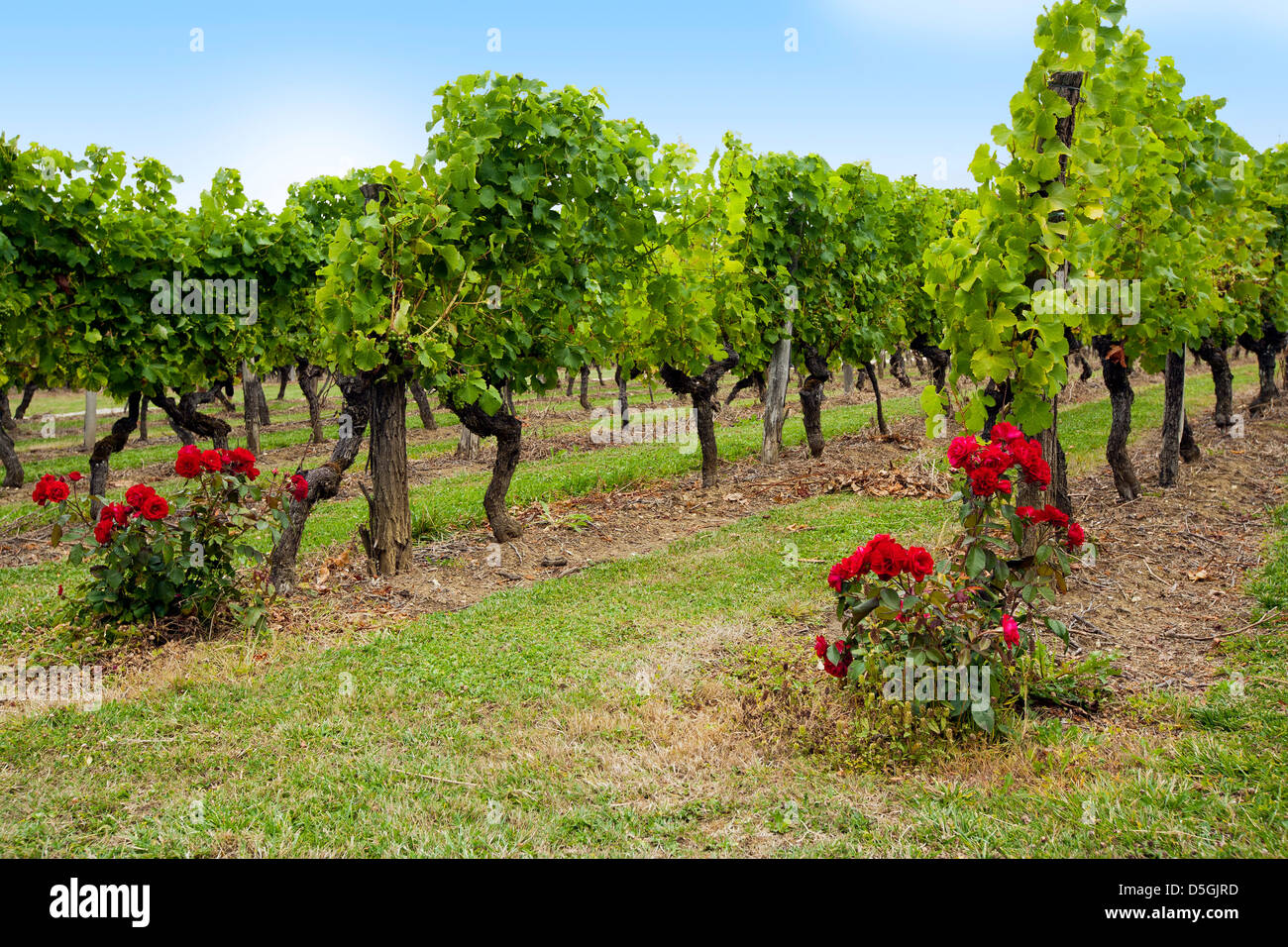 Reihen der Weinstöcke mit Rosen gepflanzt an den Enden, Vorhandensein von Krankheiten zu überwachen Stockfoto