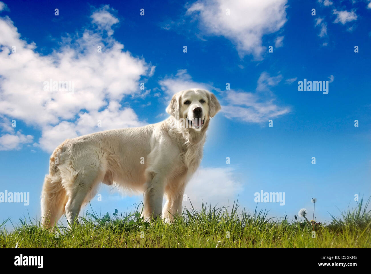 Golden retriever Fotos und Bildmaterial in hoher Auflösung Alamy