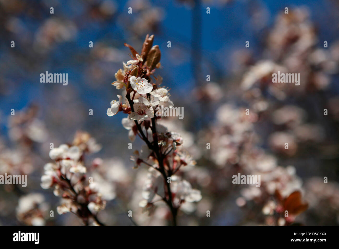 Schlehe (Prunus Spinosa) Baum/Strauch Blüte Frühling Morgen Sonne und blauen Himmel und Gegenlicht. Stockfoto