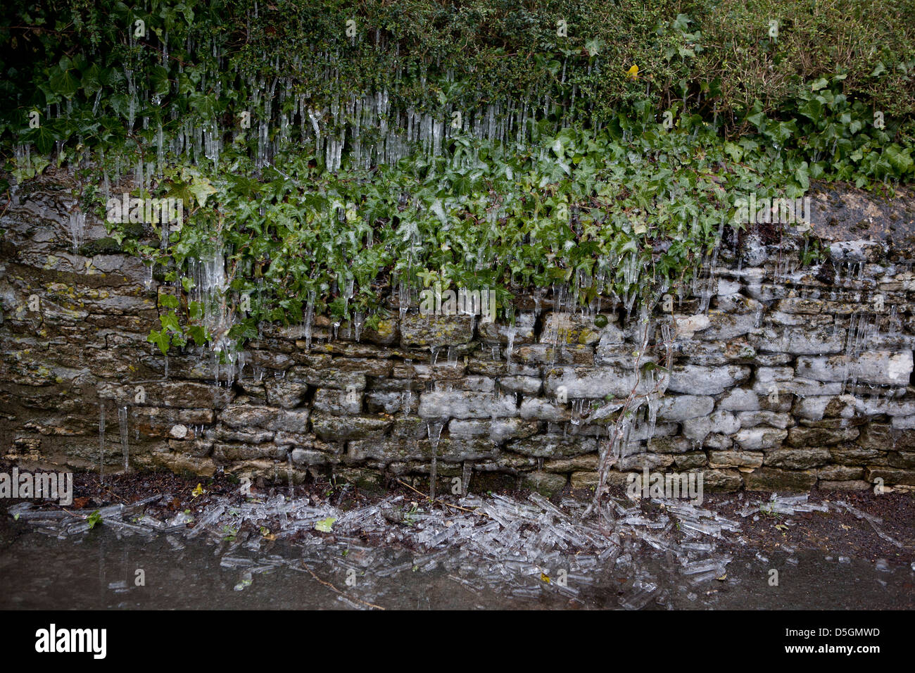 Eiszapfen hängen von einer Ivy Bush und Trockenmauer. Stockfoto
