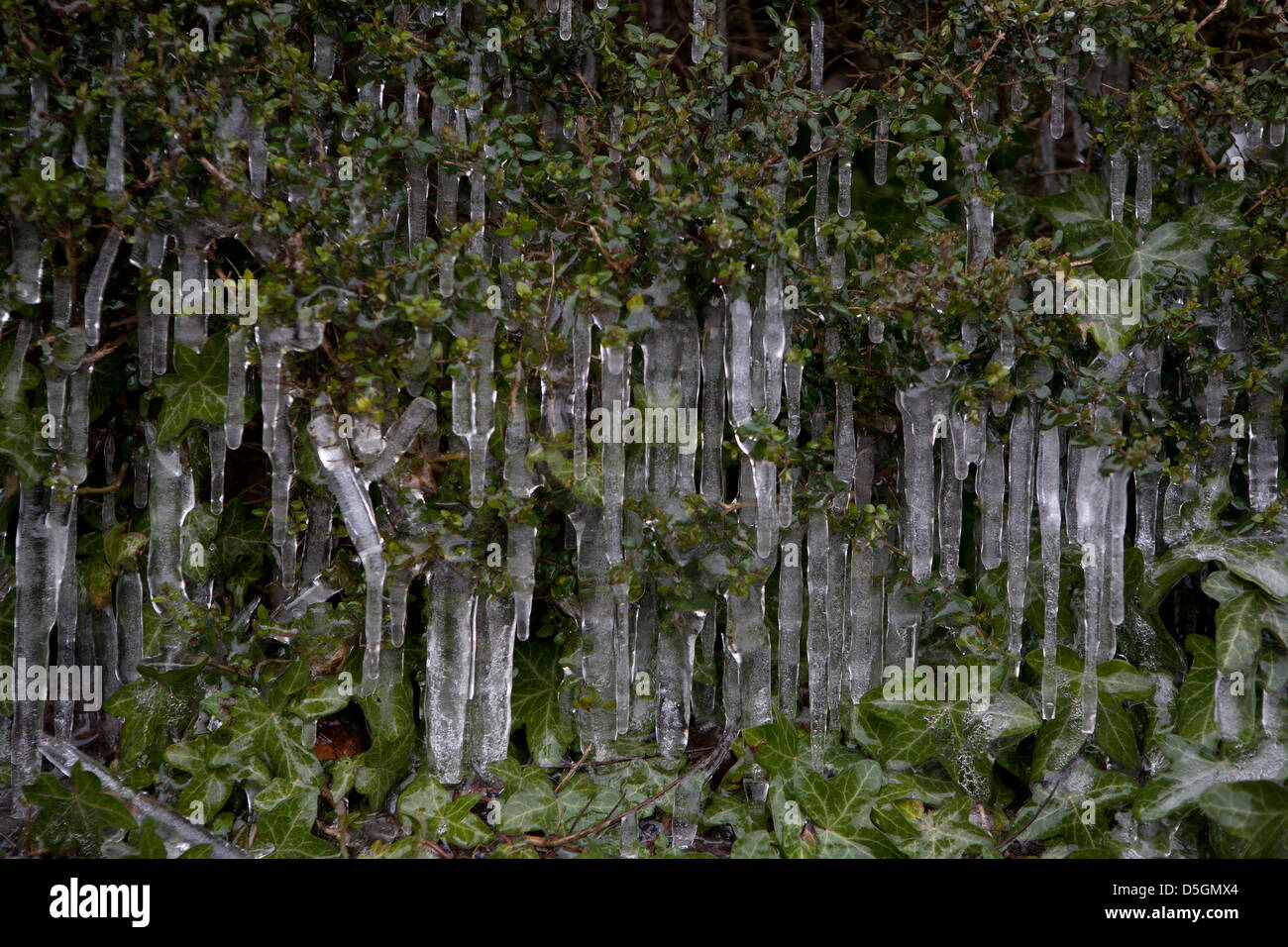 Eiszapfen hängen von einer Ivy Bush und Trockenmauer. Stockfoto