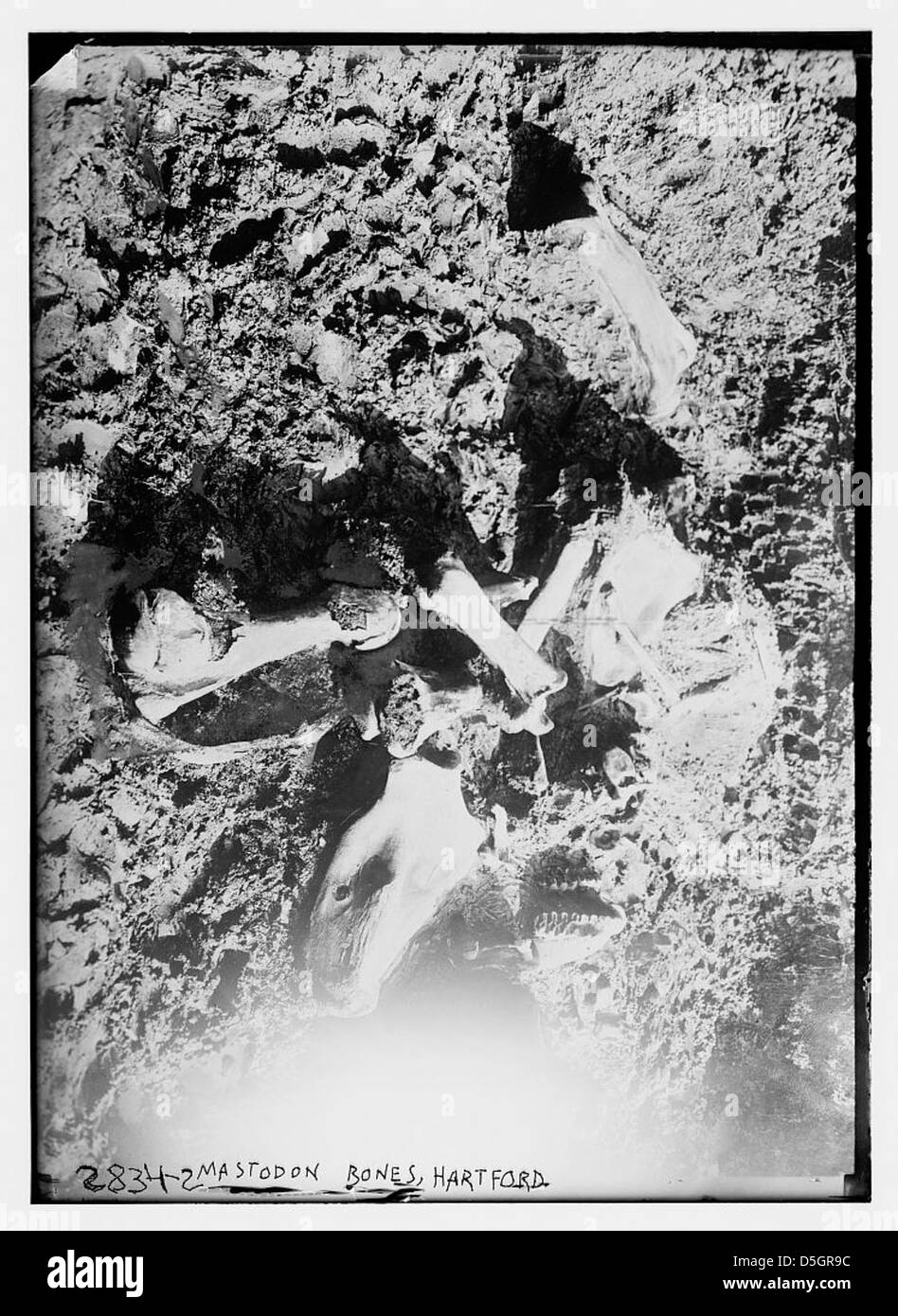 Mastodon-Knochen, die 1913 in Hartford entdeckt wurden, sind auf diesem Foto zu sehen, was einen bedeutenden paläontologischen Fund in der US-Geschichte darstellt. Stockfoto