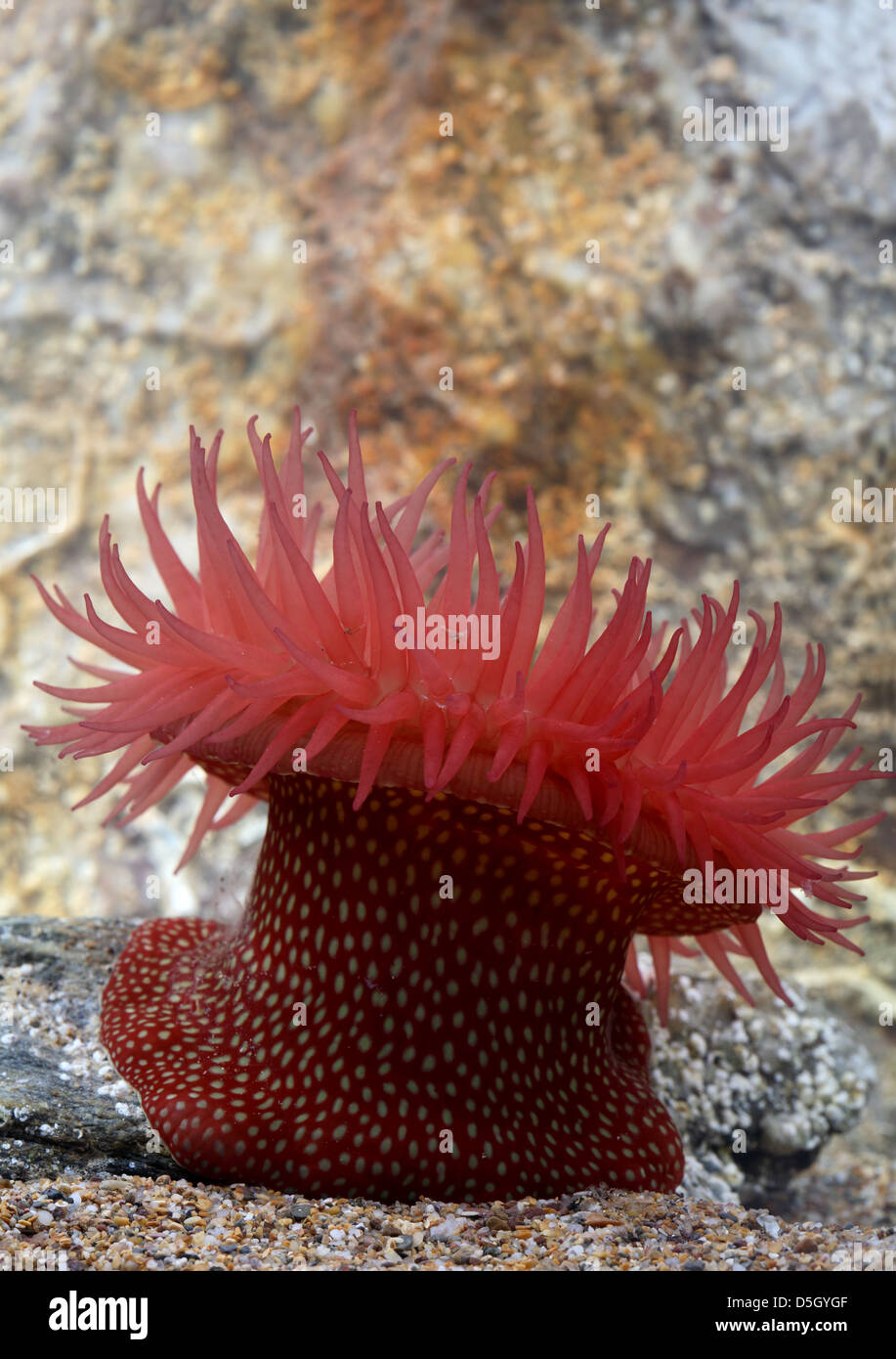 Erdbeeranemone [ Actinia fragacea ] im Aquarium Stockfoto