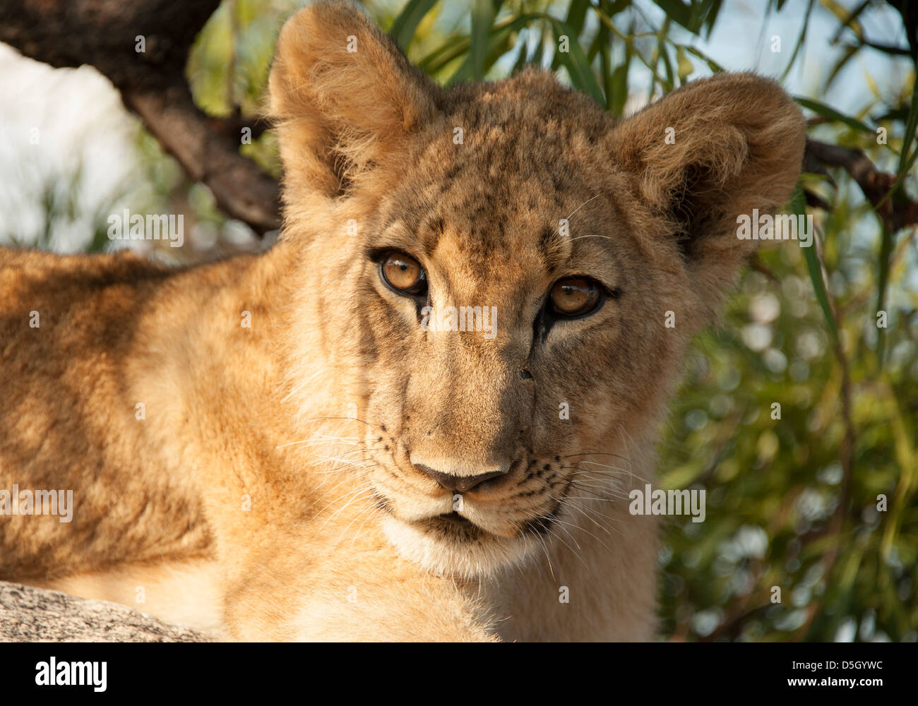 Porträt der acht Monate alte Löwenjunges. Simbabwe, Afrika. Stockfoto