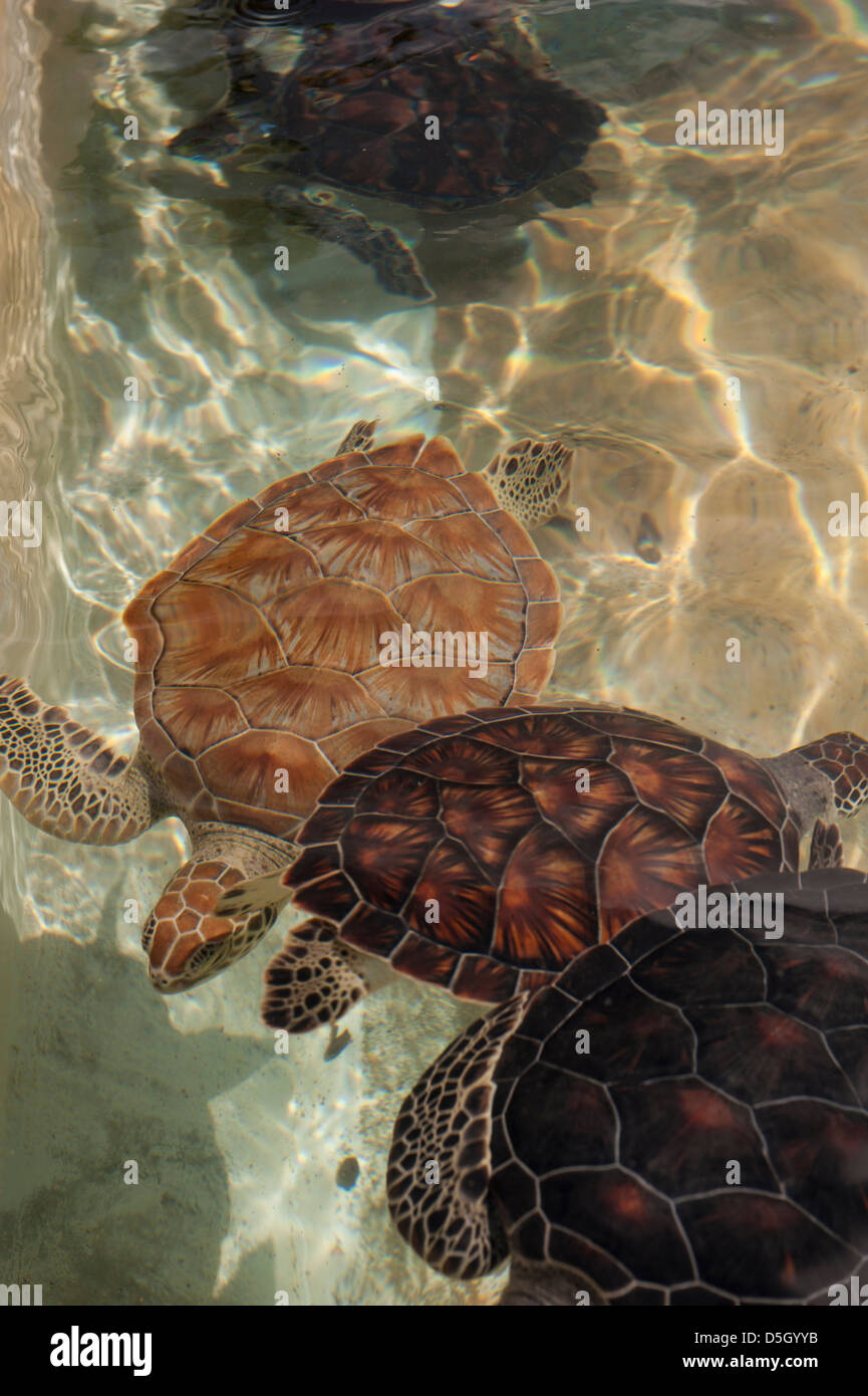 British West Indies, Cayman-Inseln Grand Cayman, Cayman Schildkrötenfarm, grüne Meeresschildkröte Stockfoto