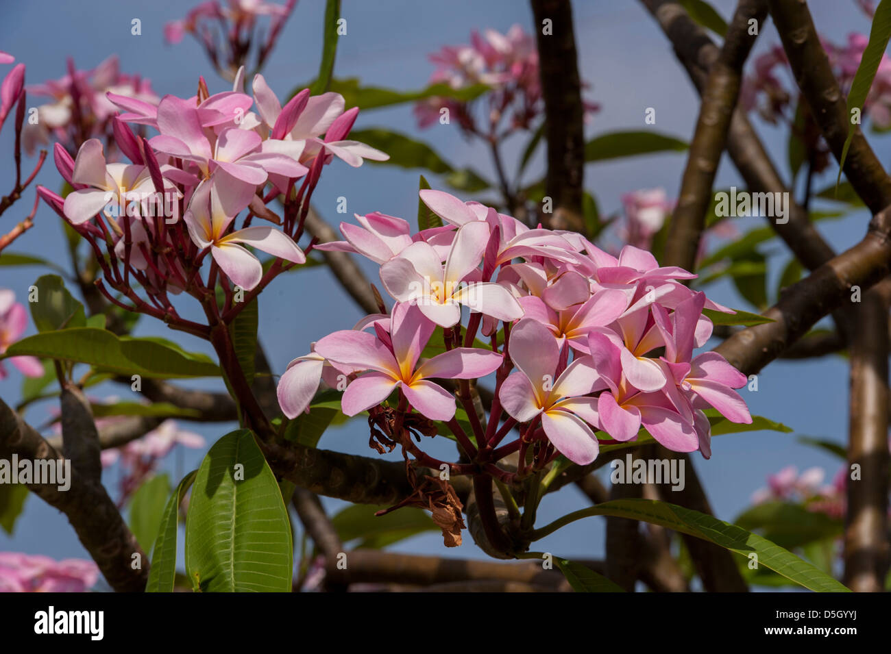 British West Indies, Grand Cayman, Cayman-Inseln rosa Oleander Stockfoto
