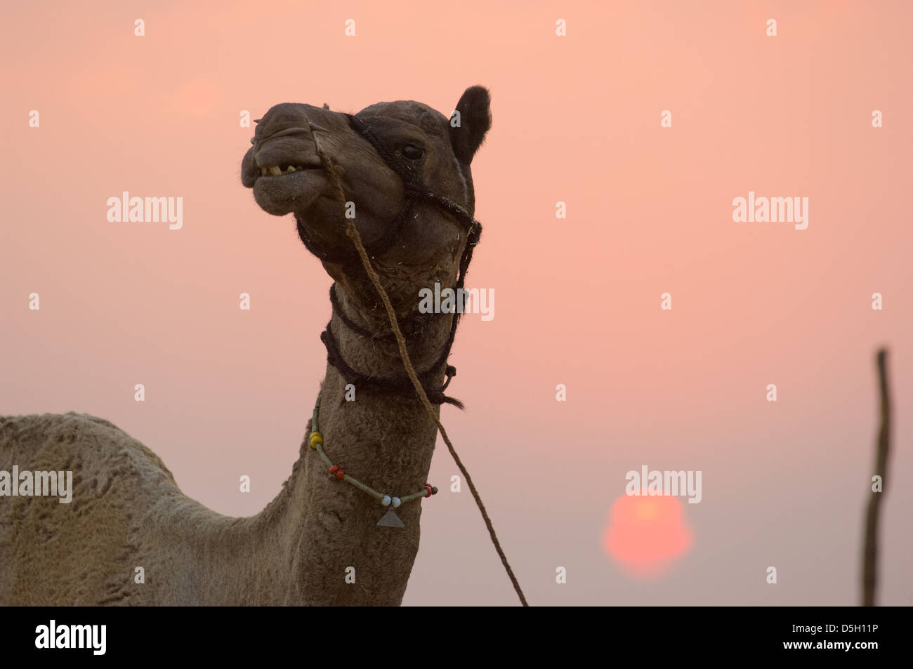 Kamel mit der untergehenden Sonne, Pushlar Mela, Pushkar, Rajasthan, Indien Stockfoto