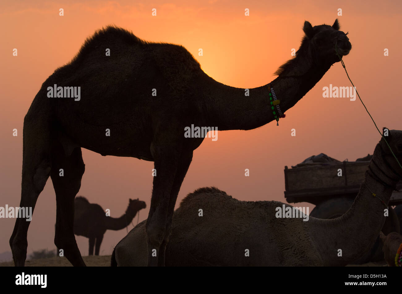 Kamel, die Silhouette von der untergehenden Sonne, Pushkar Mela, Pushkar, Rajasthan, Indien Stockfoto